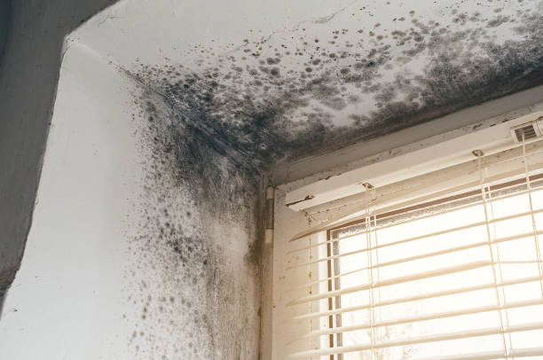 Affordable Mold Remediation solutions in Central City, IL